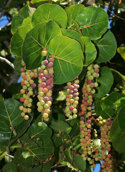 Coccoloba uvifera
