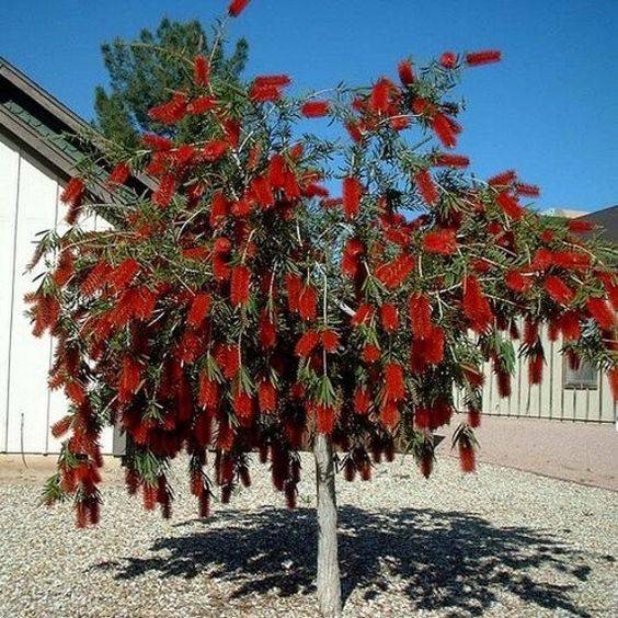Callistemon viminalis