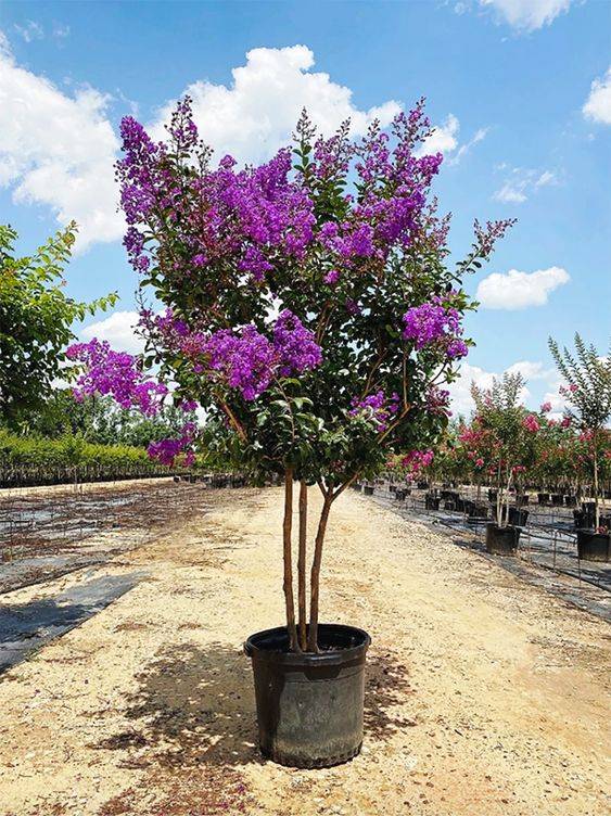 Jacaranda Mimosifolia 