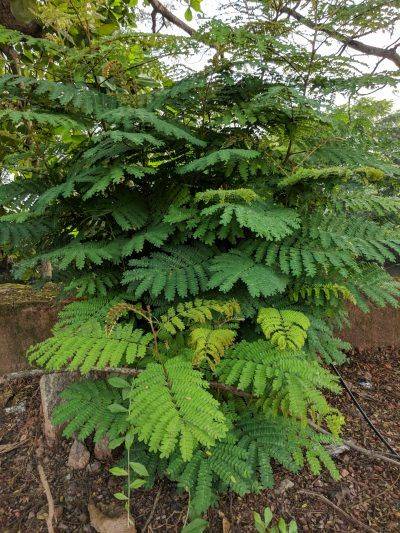Leucaena Leucocephala